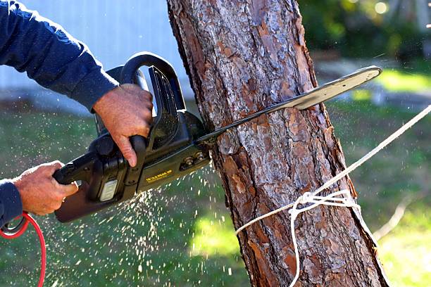 Best Tree Disease Treatment  in USA